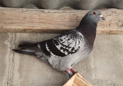 2012Ĵʡ1500ﳬԶ̳ɼ(ͼ)