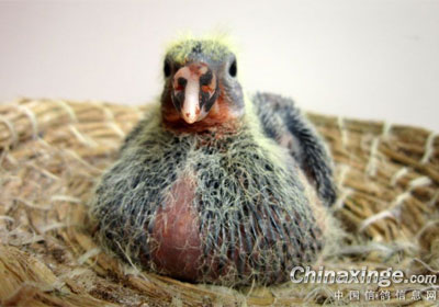 Ѽ��ë�š���צ����(ͼ)