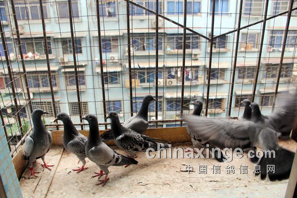 ������ظ��ӳ�ɱ����������(ͼ)