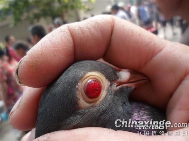 �Ĵ�۳�Ҵ�ͳ���ӻ���� ���۸�����(ͼ)