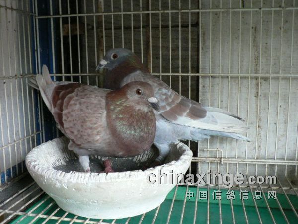 ���ǻ�֮��ʥ���ָ�����(ͼ)