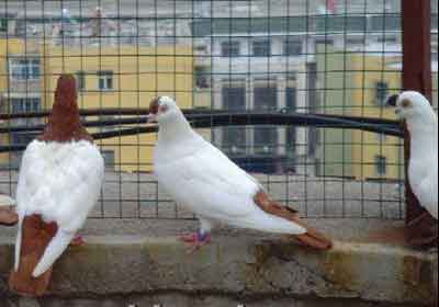 �ҵĸ����ҵĸ�(ͼ)