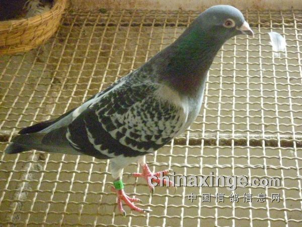 ��������ն����������(ͼ)