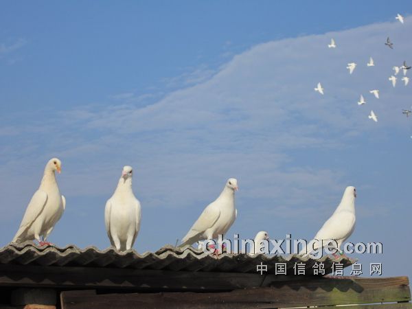 �׸�ŷɡ�����ɭ�֡�(ͼ)