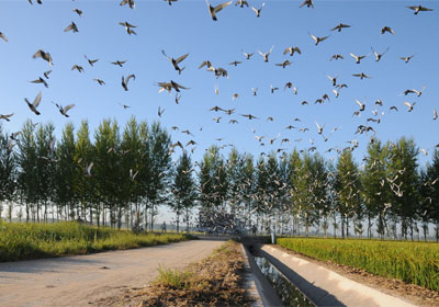 �绯��Э120����Ԥ������(ͼ)