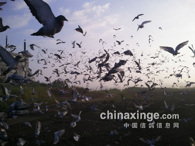 2012�����Э���＾ѵ���ƻ�(ͼ)