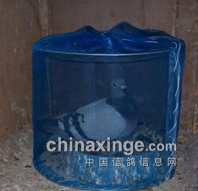 防蚊专用帐(图)