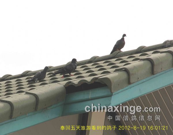 ̩�����θ�������(ͼ)