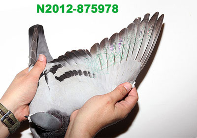 ̨���ļ�����41303���Ǿ�����(ͼ)