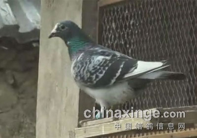 ���ա���ɽ����ǧ�����ۺϳɼ�