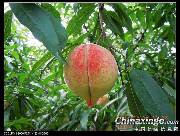 �رȵǼǲ�����(ͼ)