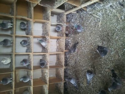 ����δɨ����(ͼ)