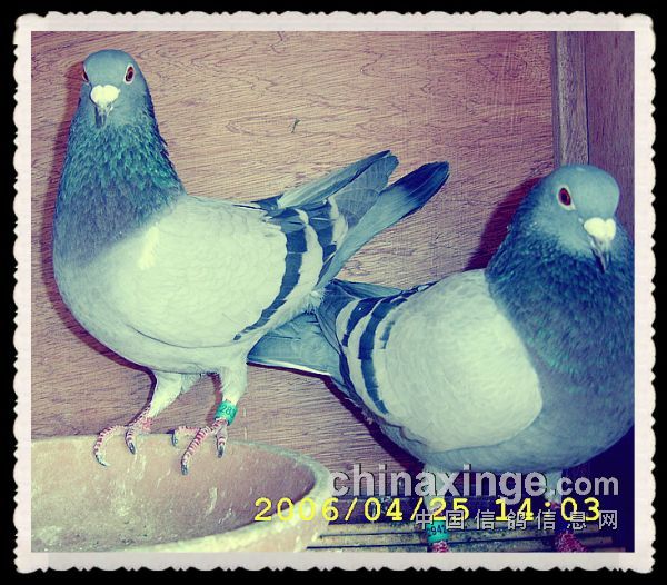 ��Ů�ԻͲ�������