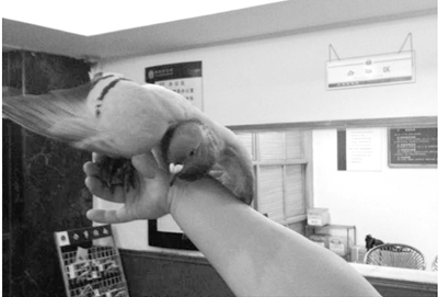 6���Ϻ��ر�����������ͷ ��򱻼�(ͼ)