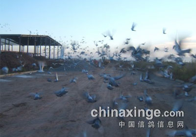 ���ַ���230����һ��ǰʮ���λ(ͼ)