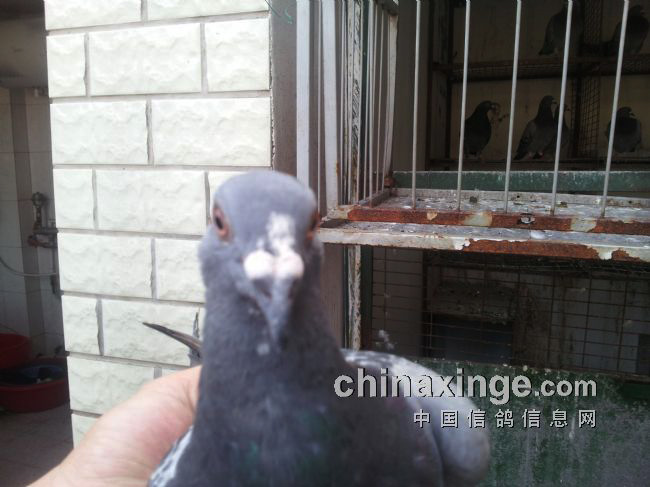 ��ɰ�뾺�赥���� ȡ�����ھ���(ͼ)