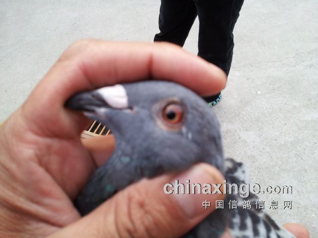 ��ɰ�뾺�赥���� ��6���ٴα�ȡ��(ͼ)