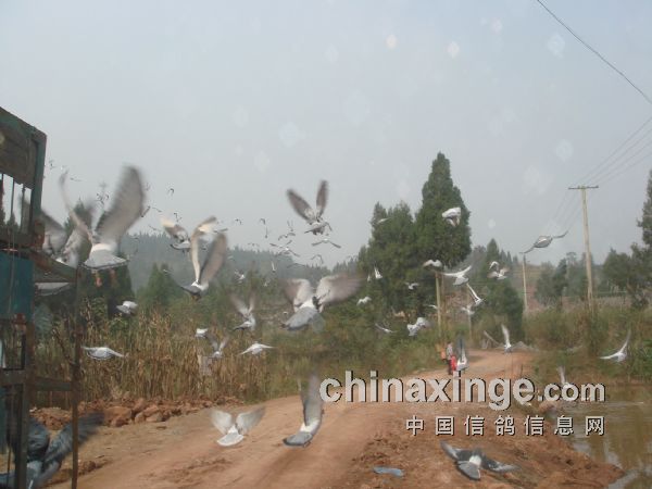 �Ĵ�������˫�ھٰ��峡����(ͼ)