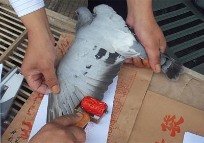 �ĳ��������رȸ��ƻ�(ͼ)