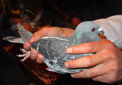 ͨ�ɳ��Ź���300����ɼ�(ͼ)