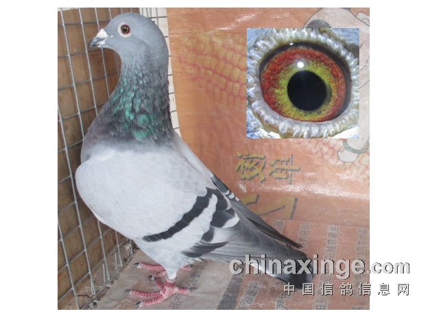 �Ҹ���������(ͼ)