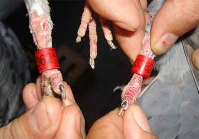 ������������������ͬ���Ÿ�(ͼ)