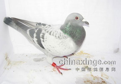 �������＾300����ǰʮ�����(ͼ)