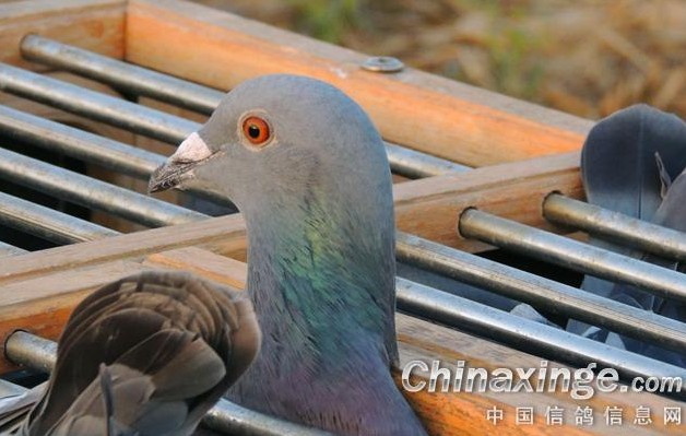 ��ϣ������Ұ��(ͼ)