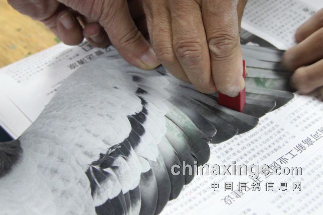 �����������ֲ������Ĺص�һǹ(ͼ)