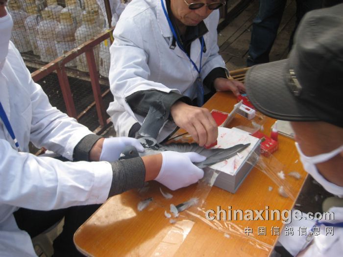 ��ͷ���蹫��500�������(ͼ)