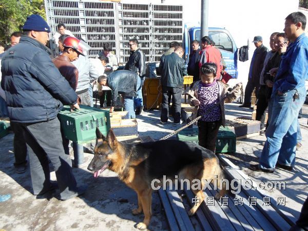 ʯ���Ӹ��500���Ｏ������ͼ