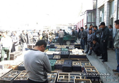 ���������رȵ�һ��400���ﻨ��(ͼ)