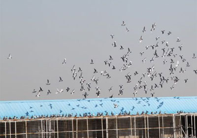 ����˫��������ҷ�(ͼ)