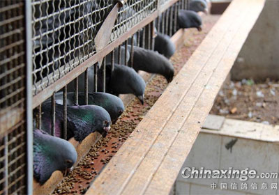 ���������͸�(ͼ)