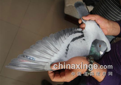 ���������رȵ�һ��ǰʮ�����(ͼ)