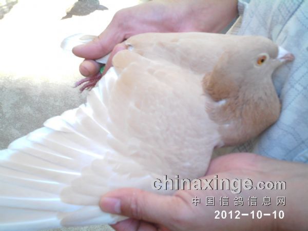 ���Ǿ����ƽ��(ͼ)