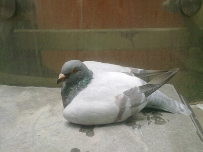 ɳ������Ⱦ������