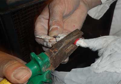 ��ͷ���ǿ��չ���300���￪��(ͼ)