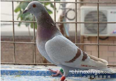 ������350����ǰʮ�����(ͼ)