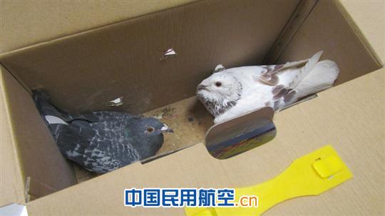 ֽ��ظ�����챻���(ͼ)