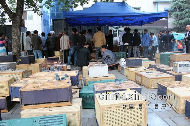 ���������԰������ð��(ͼ)