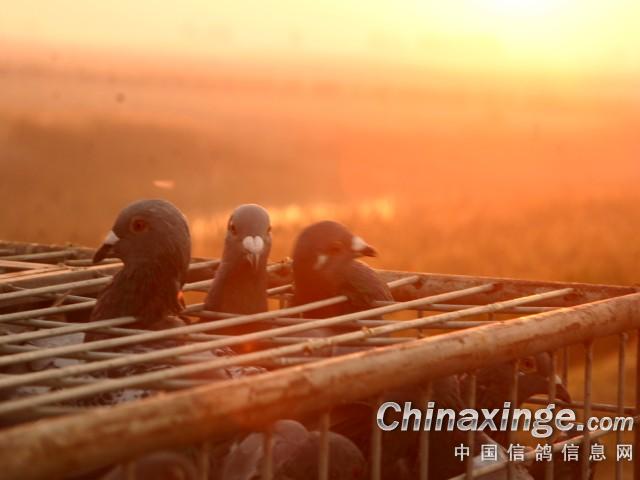 ����˫�����ֲ�600���ﻨ��(ͼ)