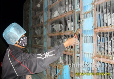 �򸣹���300����Ԥ���鳲�ɼ�(ͼ)