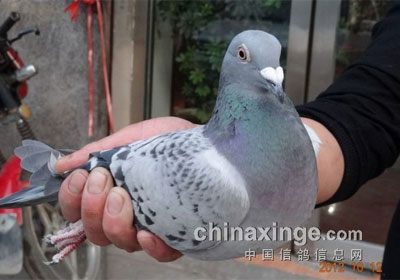 ���ֵ»��Ĺ��رȲд�5�� ��������(ͼ)