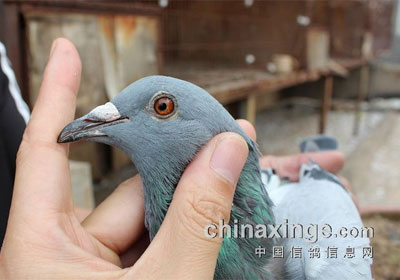 ������Э��ս����ھ�����(ͼ)