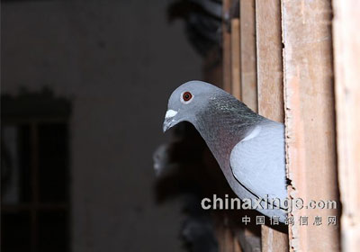 ���湫��110����ѵ�ż������ͼ��