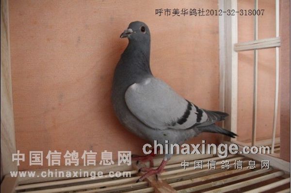 ��СѼ�����(ͼ)