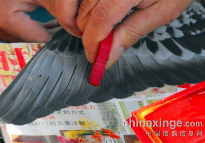 �����ֳǹ������18�շŷ�(ͼ)