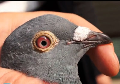 ��Ƶ���������ر���������ھ�