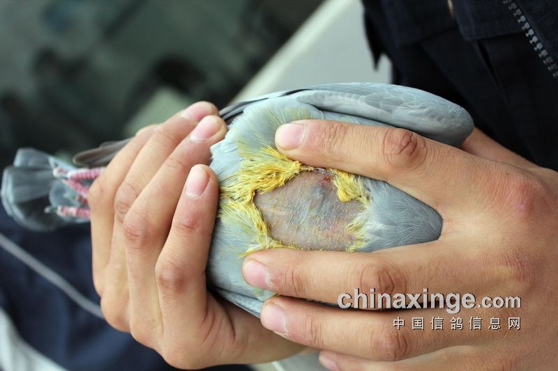 ���˸�Ҫ��Ҫ�����Էɣ�